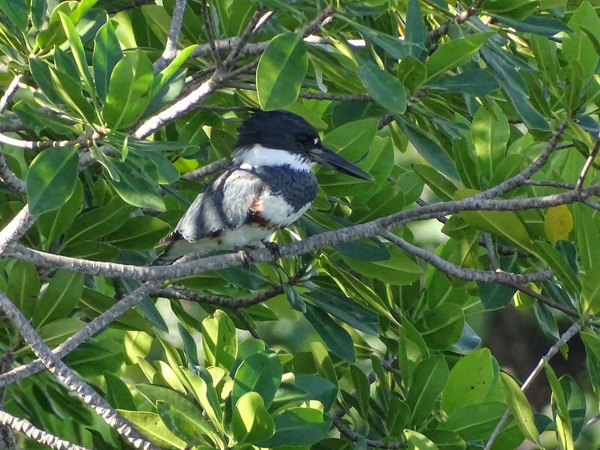 Belted Kingfisher - ML610319180