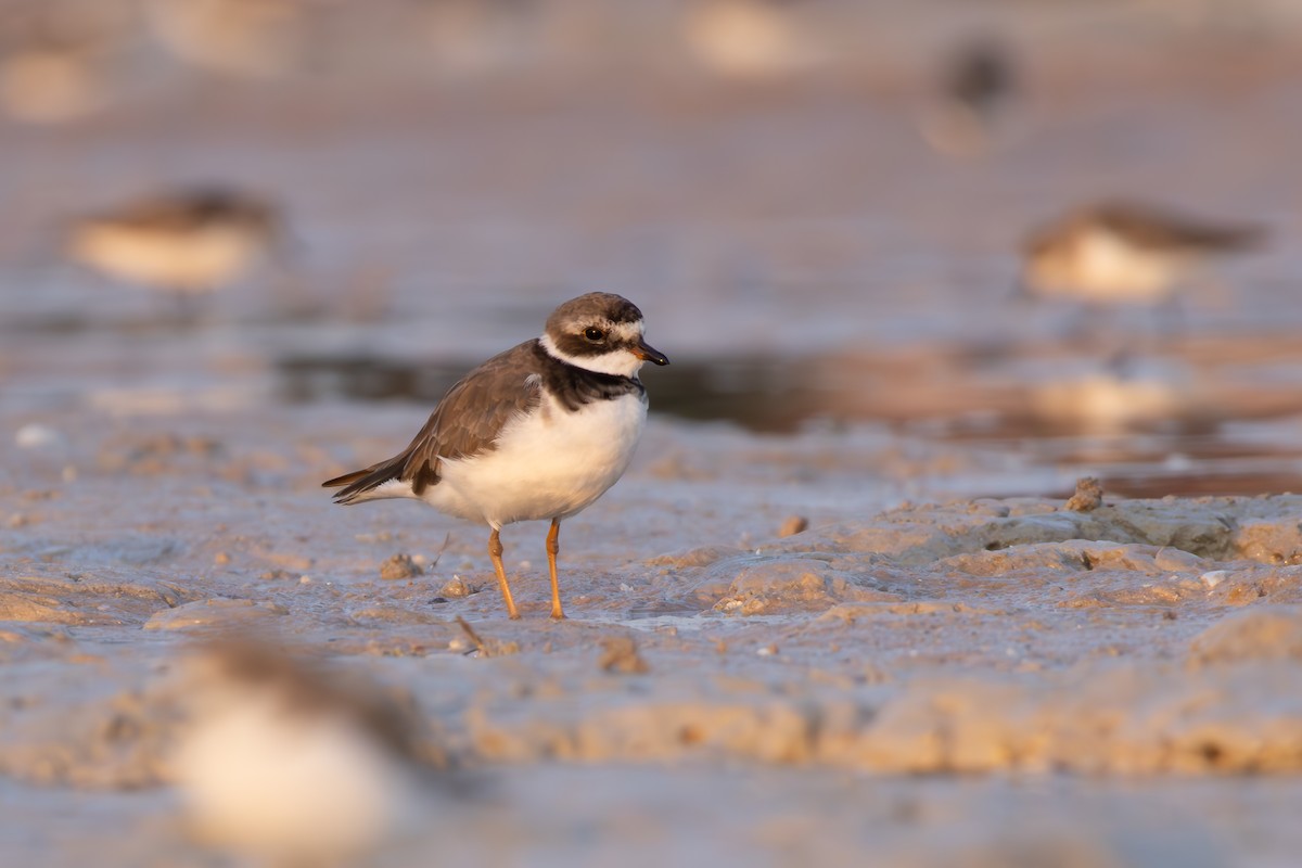 Common Ringed Plover - ML610319494