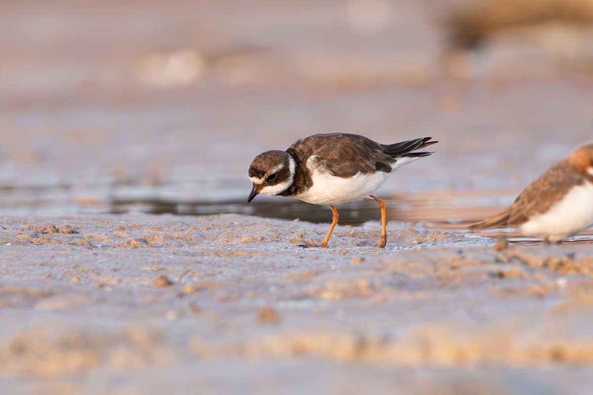 Common Ringed Plover - ML610319495