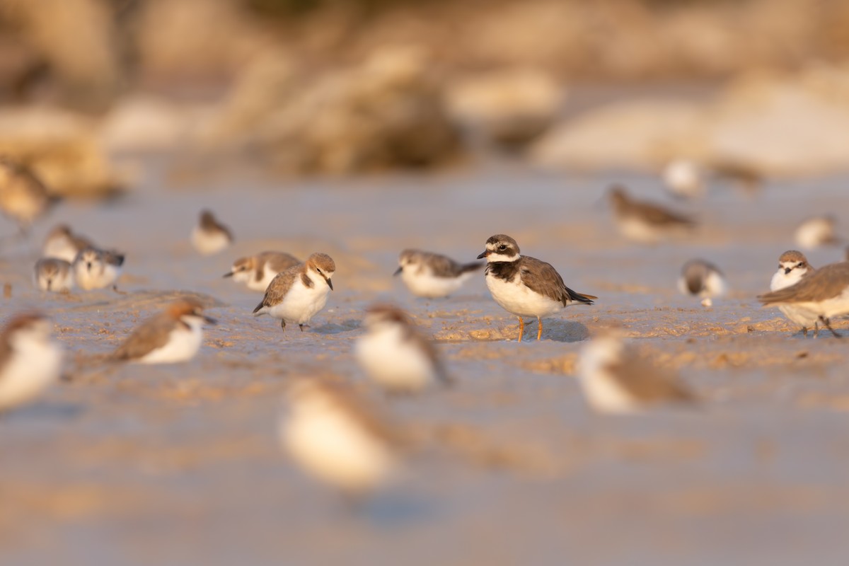 Common Ringed Plover - ML610319496