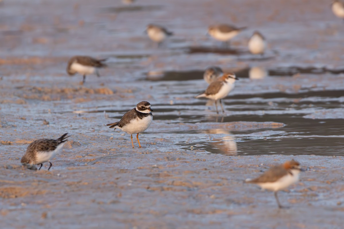 Common Ringed Plover - ML610319497