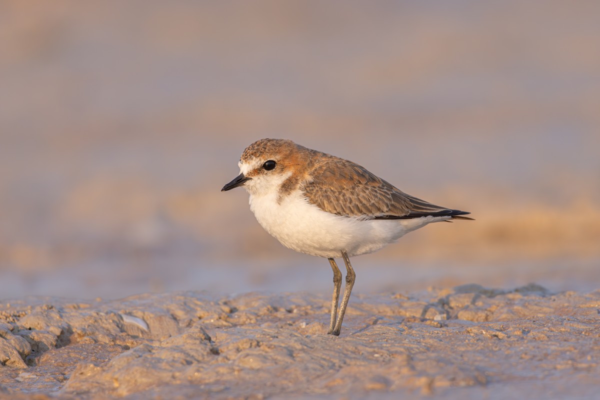 Red-capped Plover - ML610319520