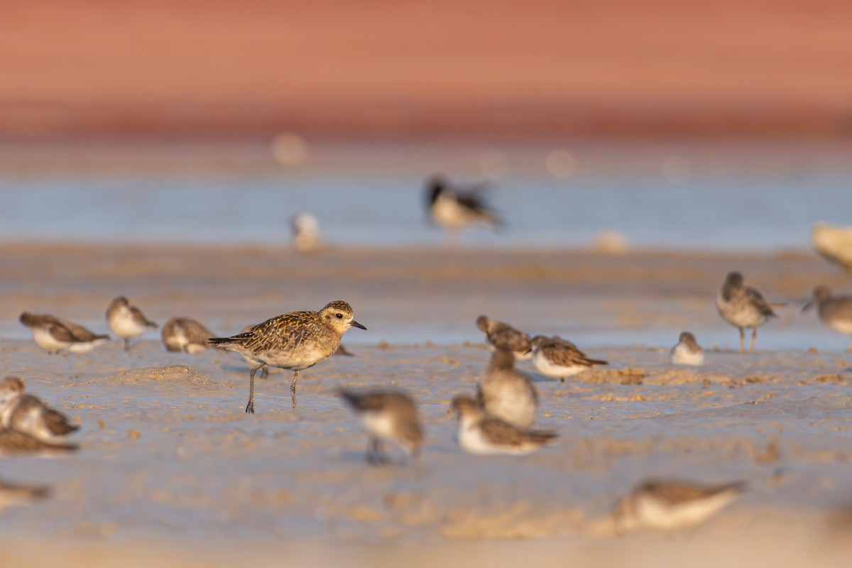Pacific Golden-Plover - Lachy Wild