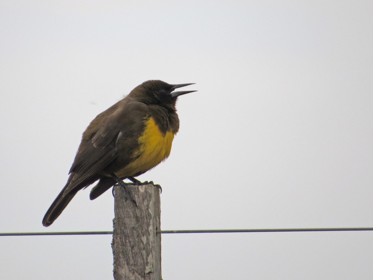 Brown-and-yellow Marshbird - Alasco López