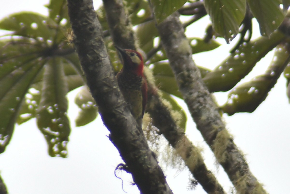 Crimson-mantled Woodpecker - ML610319875