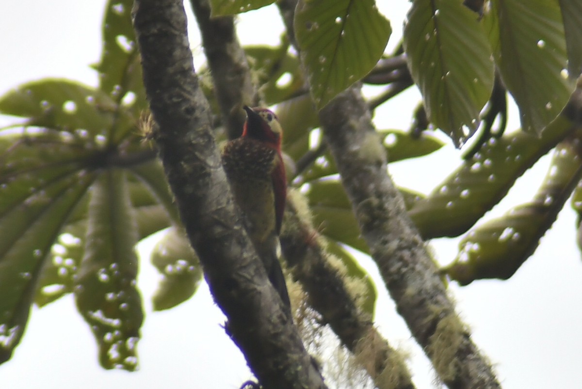 Crimson-mantled Woodpecker - ML610319876
