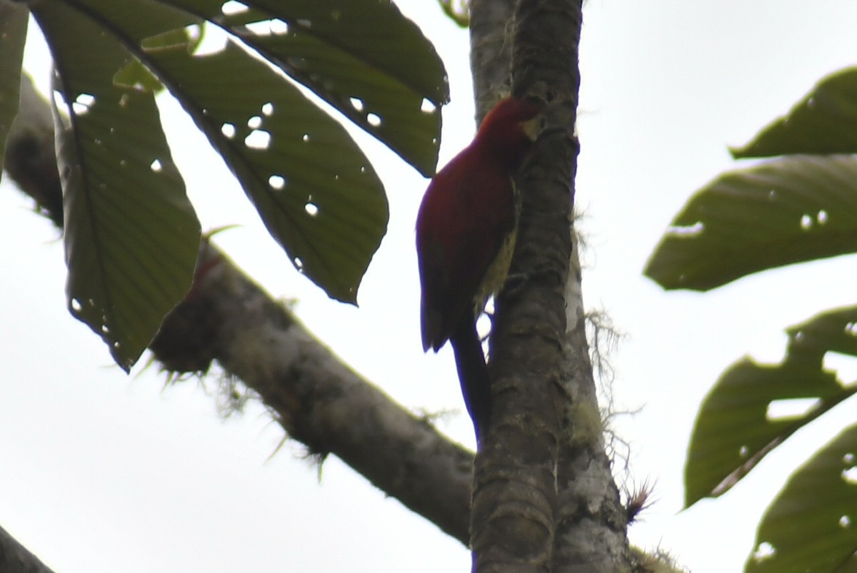 Crimson-mantled Woodpecker - ML610319877