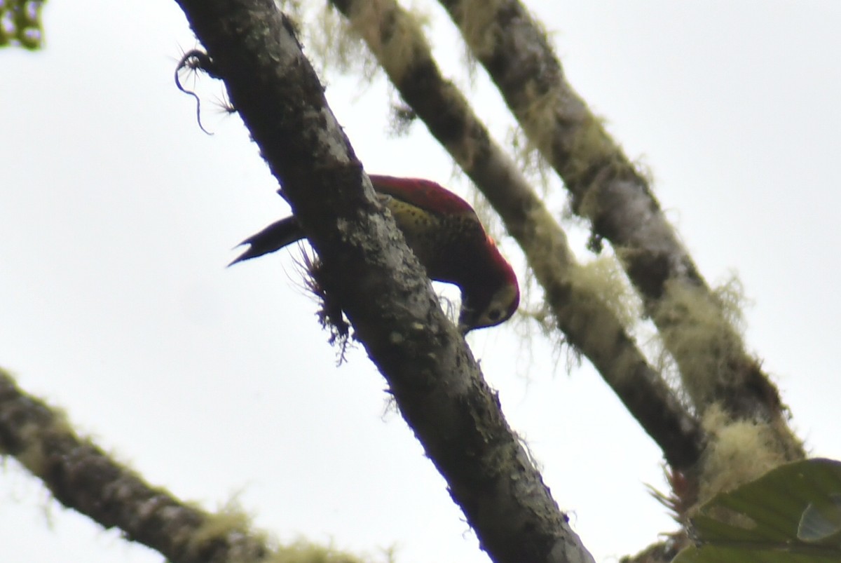 Crimson-mantled Woodpecker - ML610319878