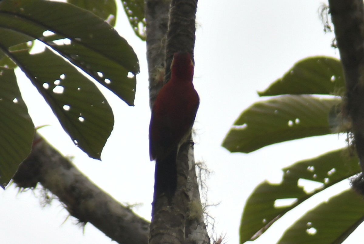 Crimson-mantled Woodpecker - ML610319879