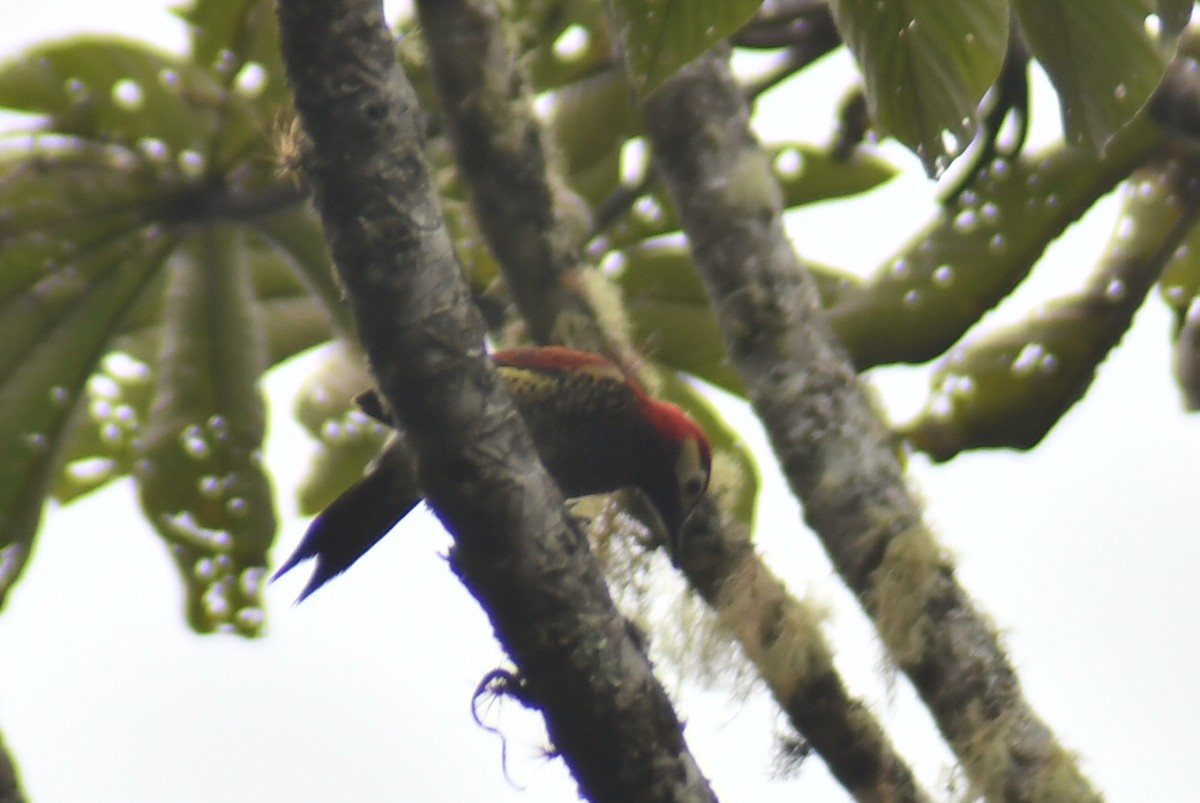 Crimson-mantled Woodpecker - ML610319881