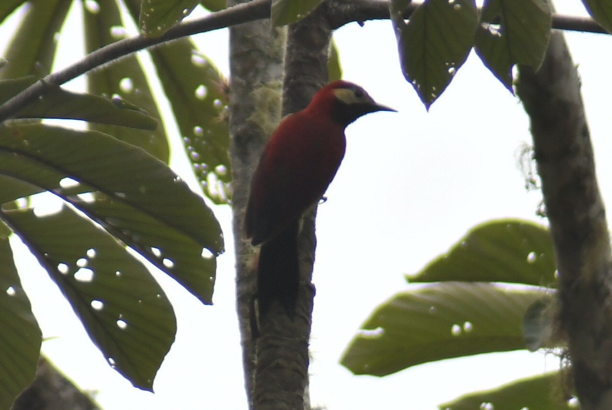 Crimson-mantled Woodpecker - ML610319890