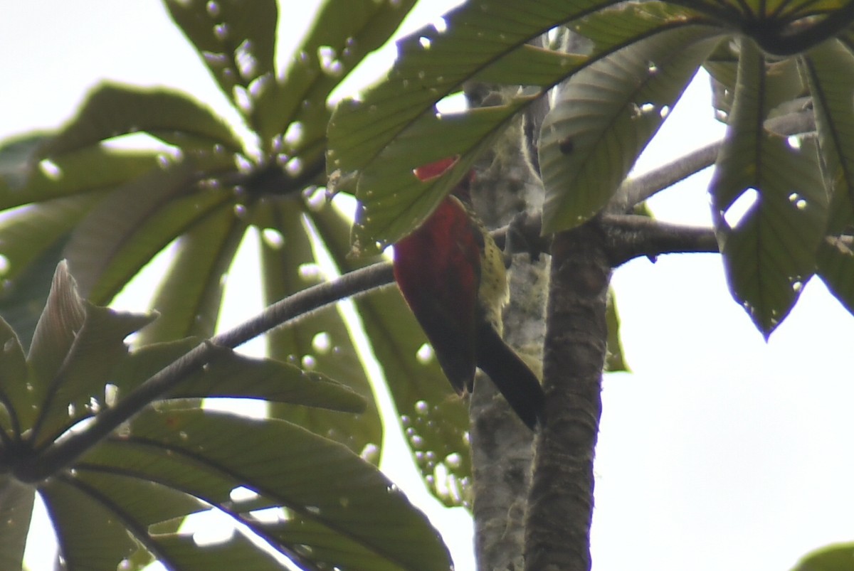 Crimson-mantled Woodpecker - ML610319891