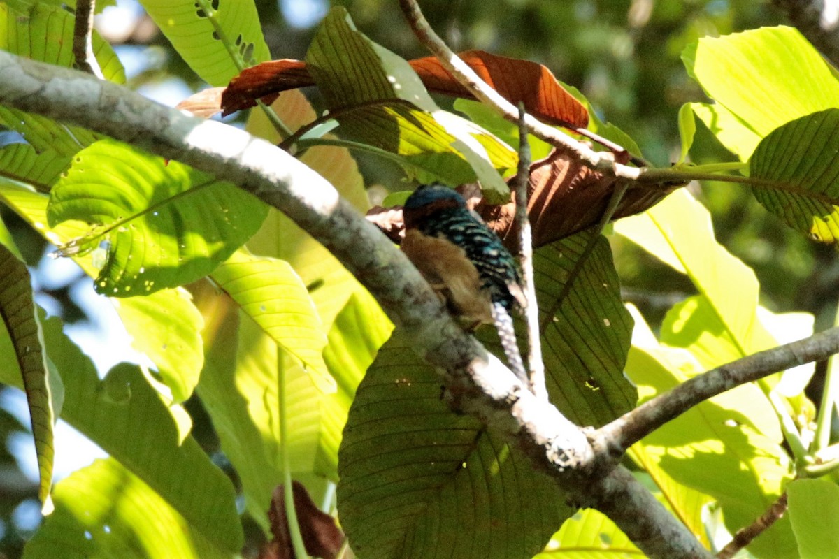 Banded Kingfisher - Fadzrun A.