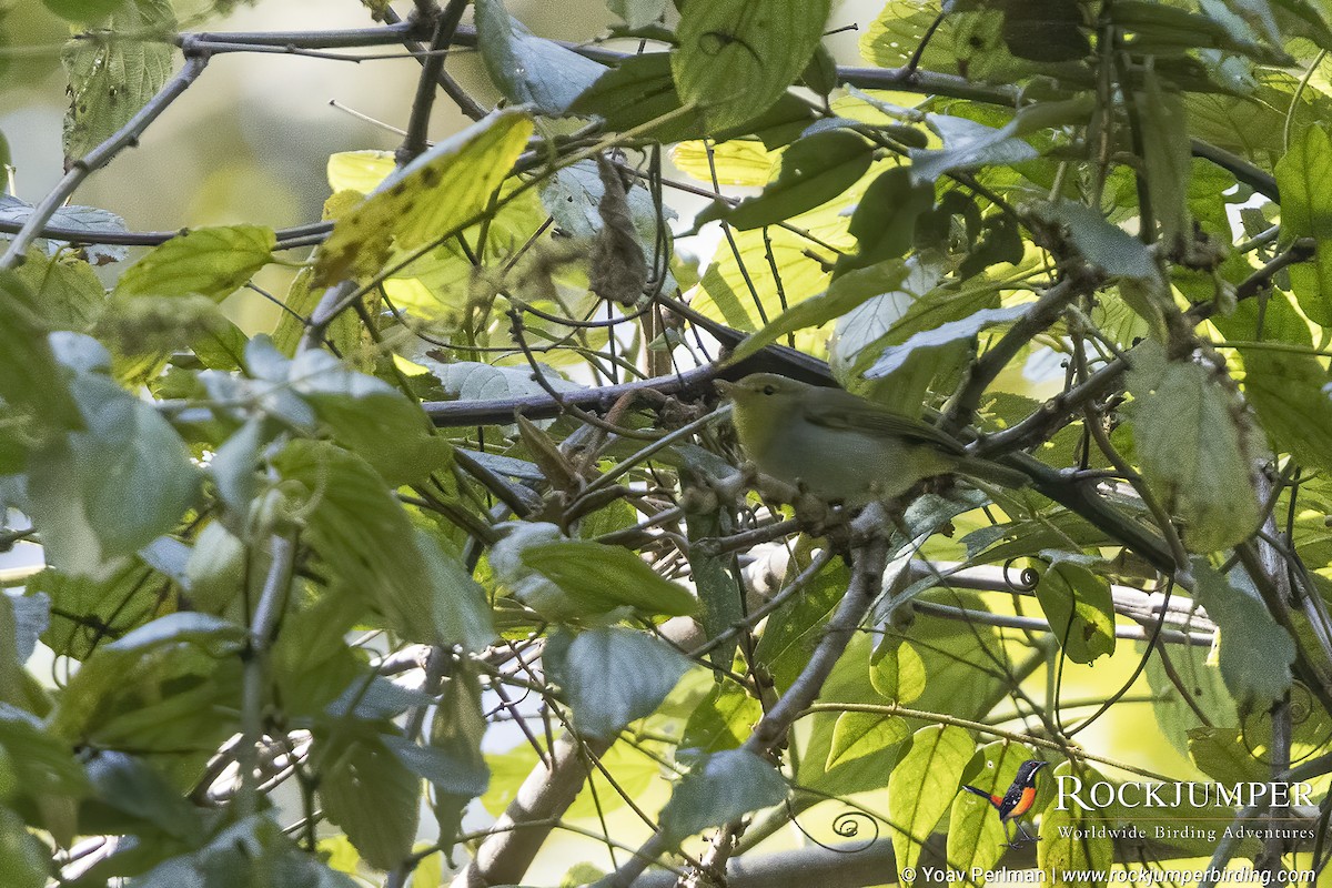 Yellow-throated Woodland-Warbler - ML610320123
