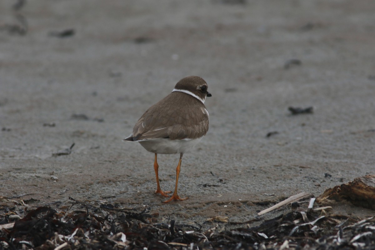 Semipalmated Plover - ML610320255