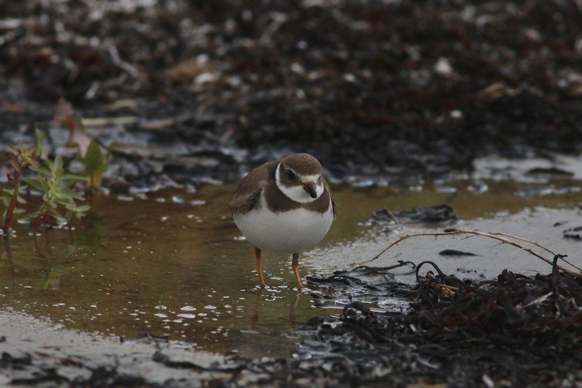 Semipalmated Plover - ML610320256