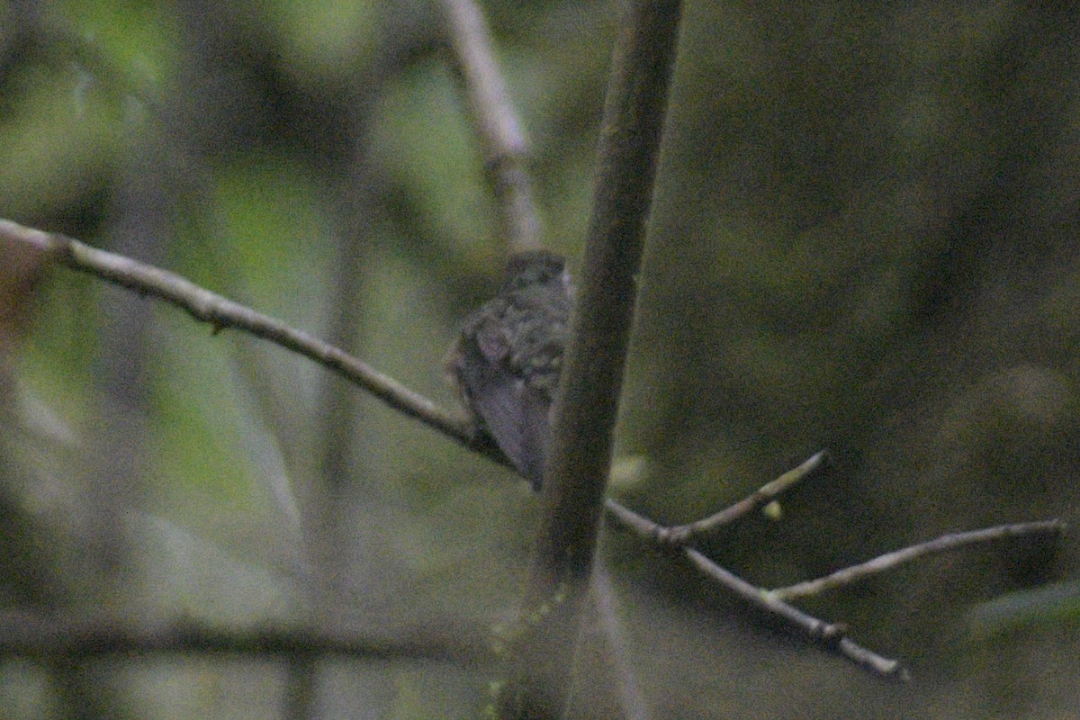 Speckled Hummingbird - ML610320519