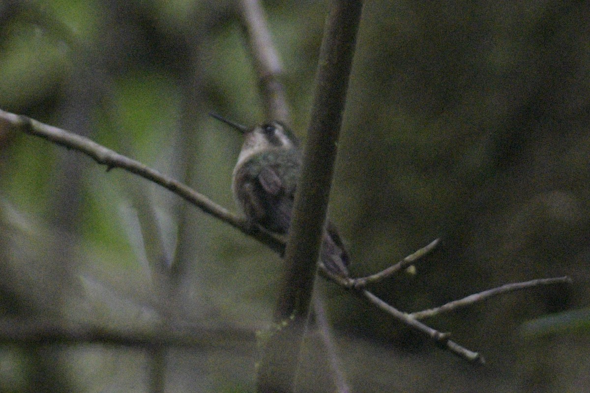 Speckled Hummingbird - ML610320575