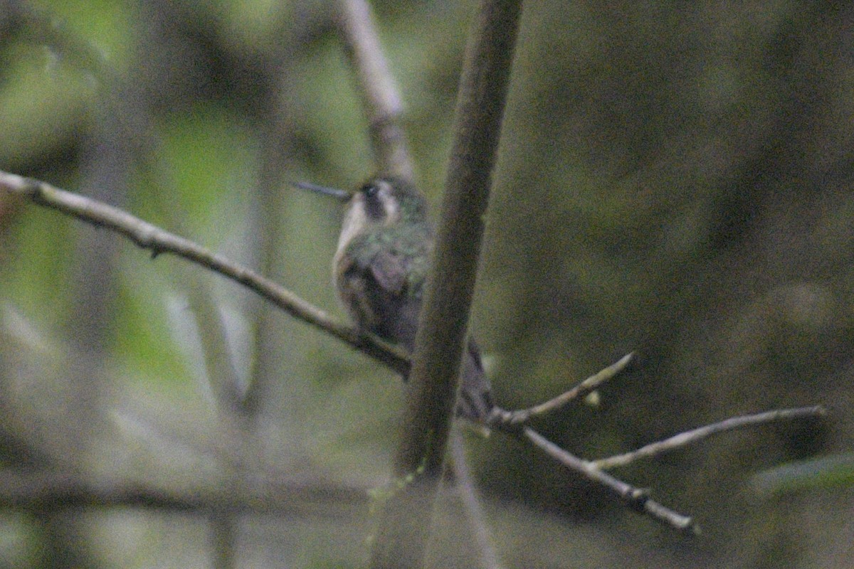 Speckled Hummingbird - ML610320577
