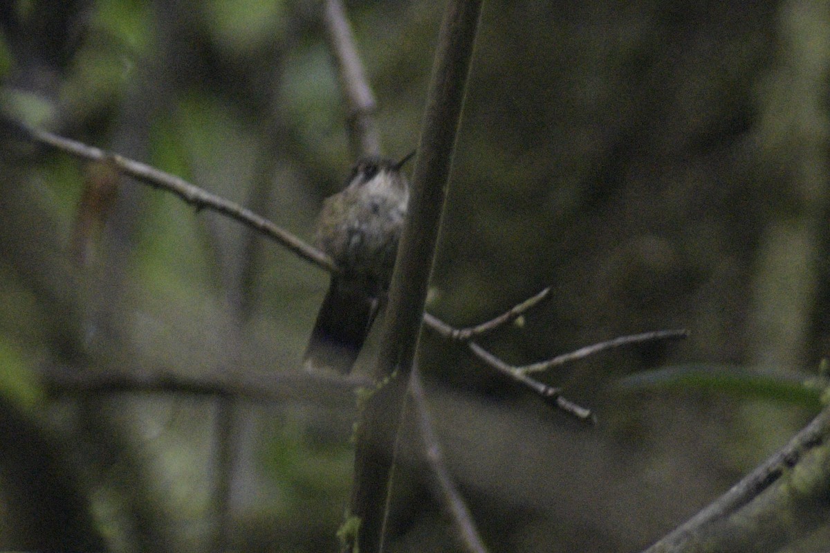 Speckled Hummingbird - ML610320578