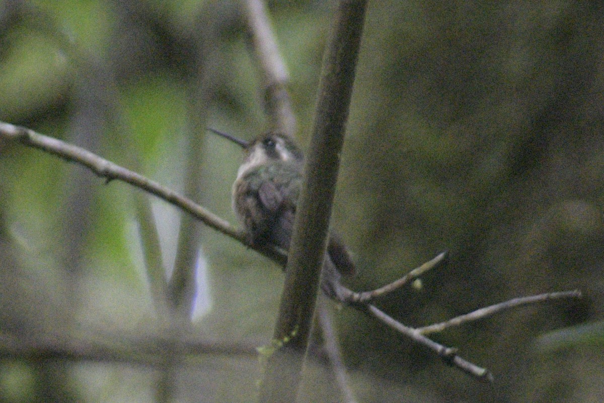 Speckled Hummingbird - ML610320579