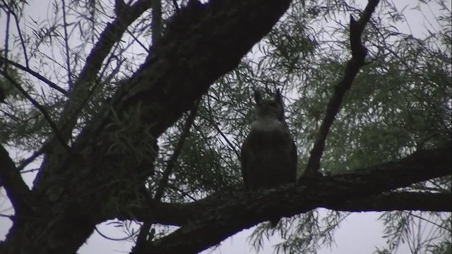 Great Horned Owl - ML610320630