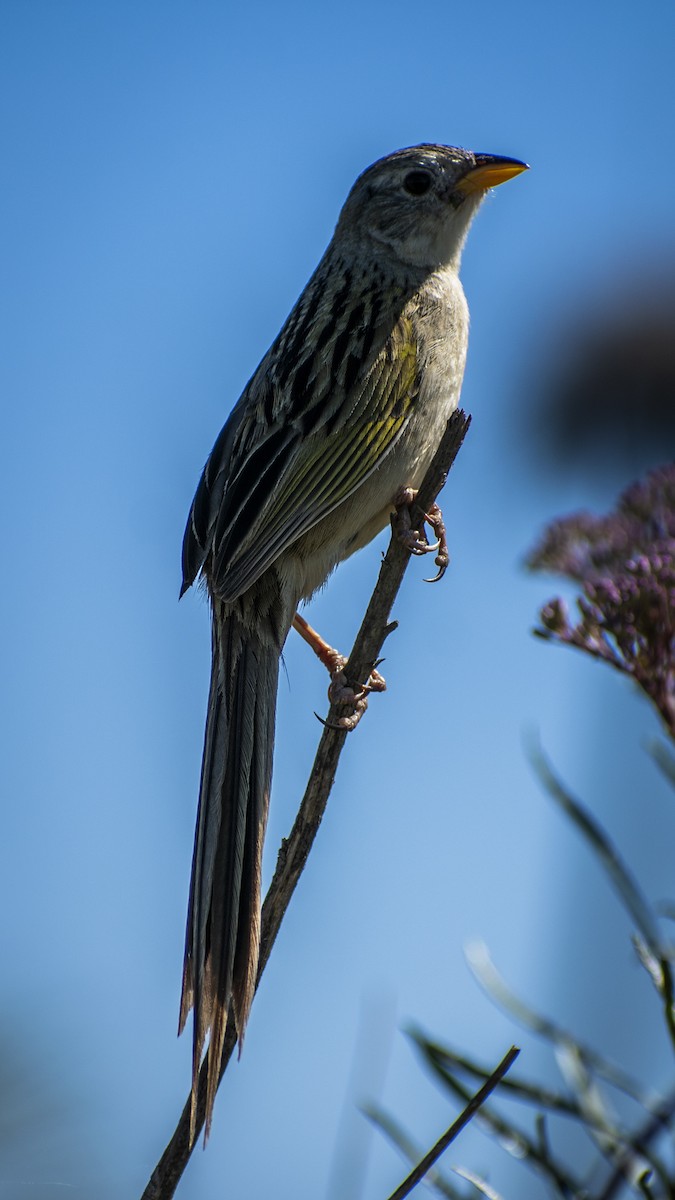 Wedge-tailed Grass-Finch - ML610321556