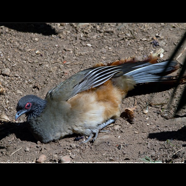 West Mexican Chachalaca - ML610321644