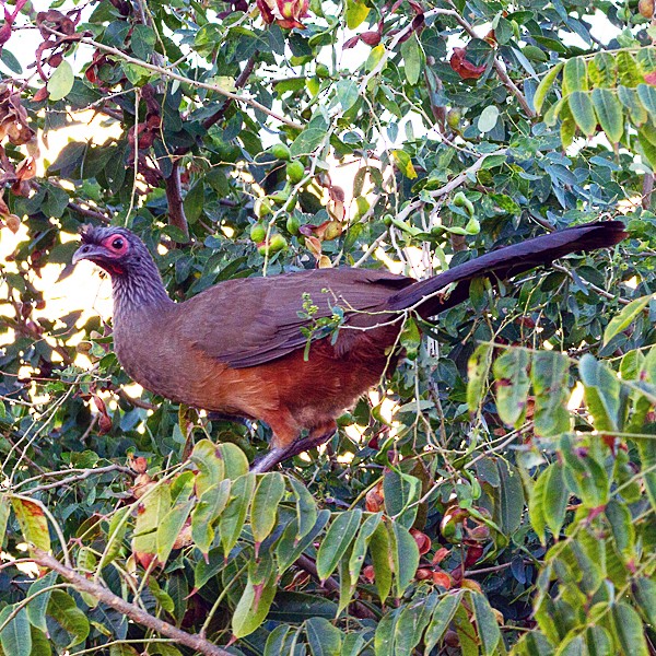 West Mexican Chachalaca - ML610321645
