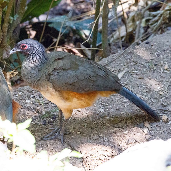 West Mexican Chachalaca - ML610321646
