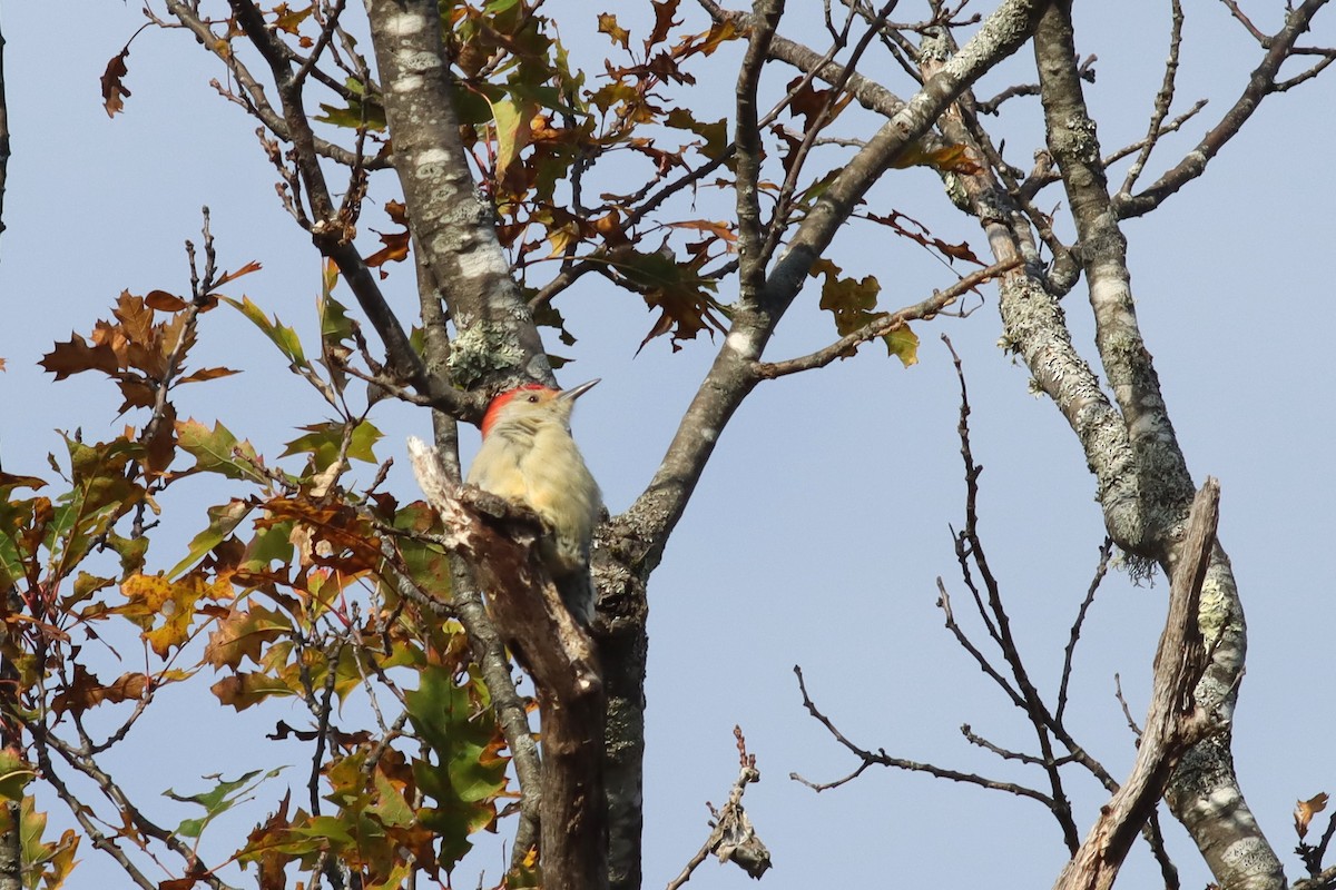 Red-bellied Woodpecker - ML610321753