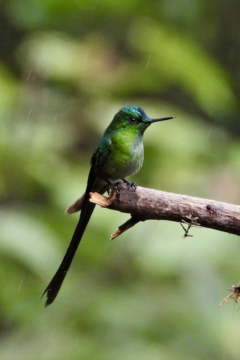 Long-tailed Sylph - ML610321842