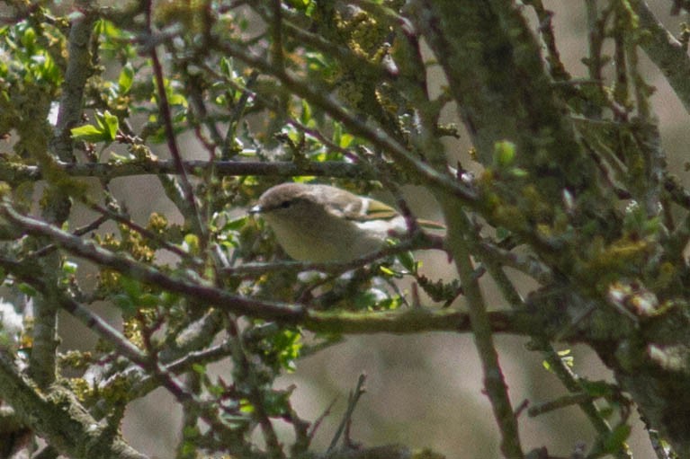 Yellow-browed Warbler - ML610321871