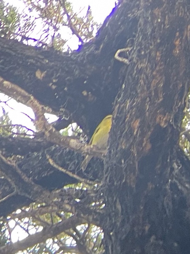 Tennessee Warbler - ML610322011