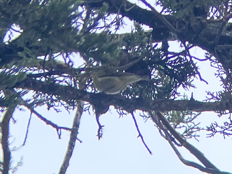 Tennessee Warbler - ML610322014