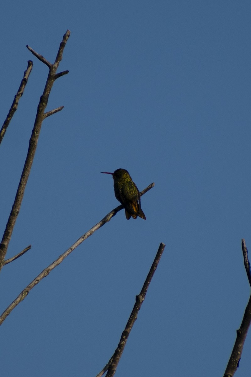 Gilded Hummingbird - ML610322055