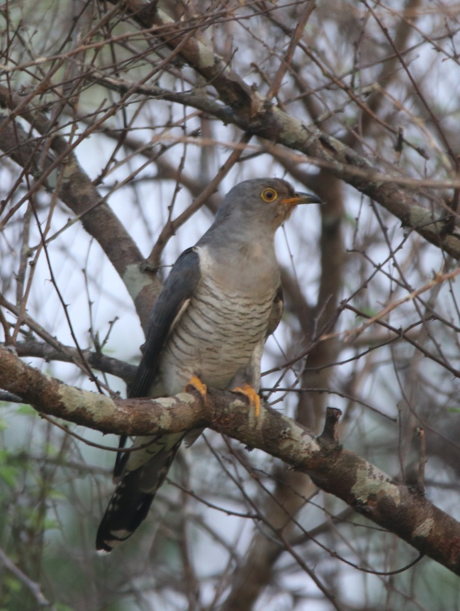 Common Cuckoo - ML610322291