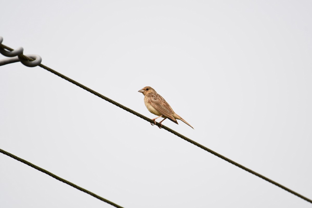 Red-headed Bunting - ML610323220