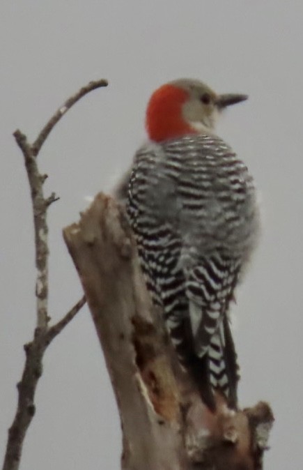 Red-bellied Woodpecker - Jimma Byrd