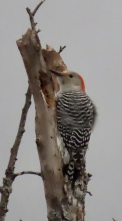 Red-bellied Woodpecker - Jimma Byrd