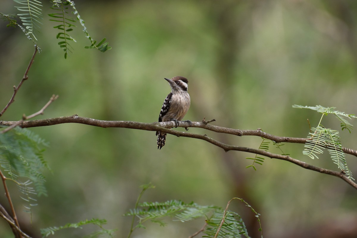 Brown-capped Pygmy Woodpecker - ML610323452