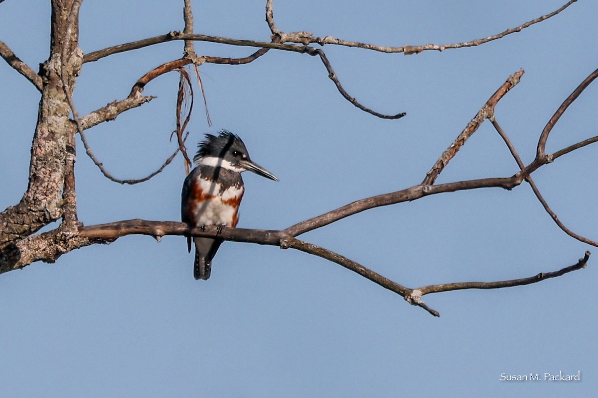 Belted Kingfisher - ML610323507