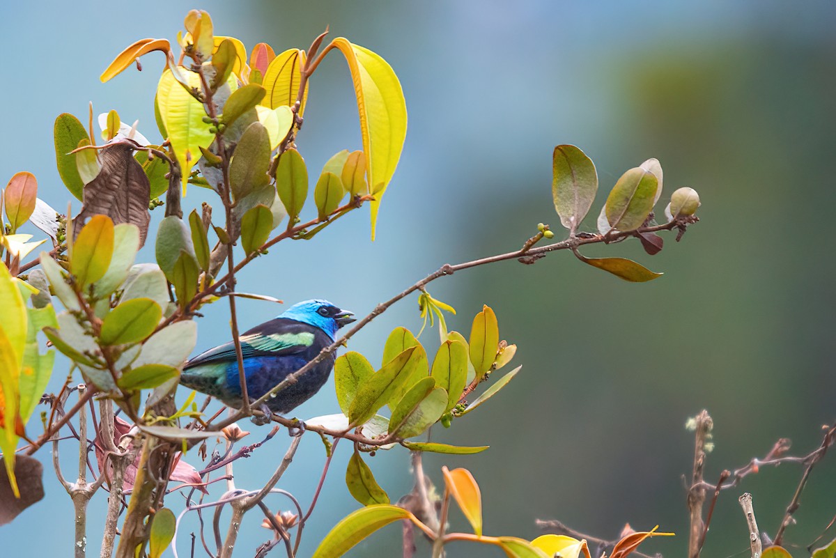 Blue-necked Tanager - ML610323558