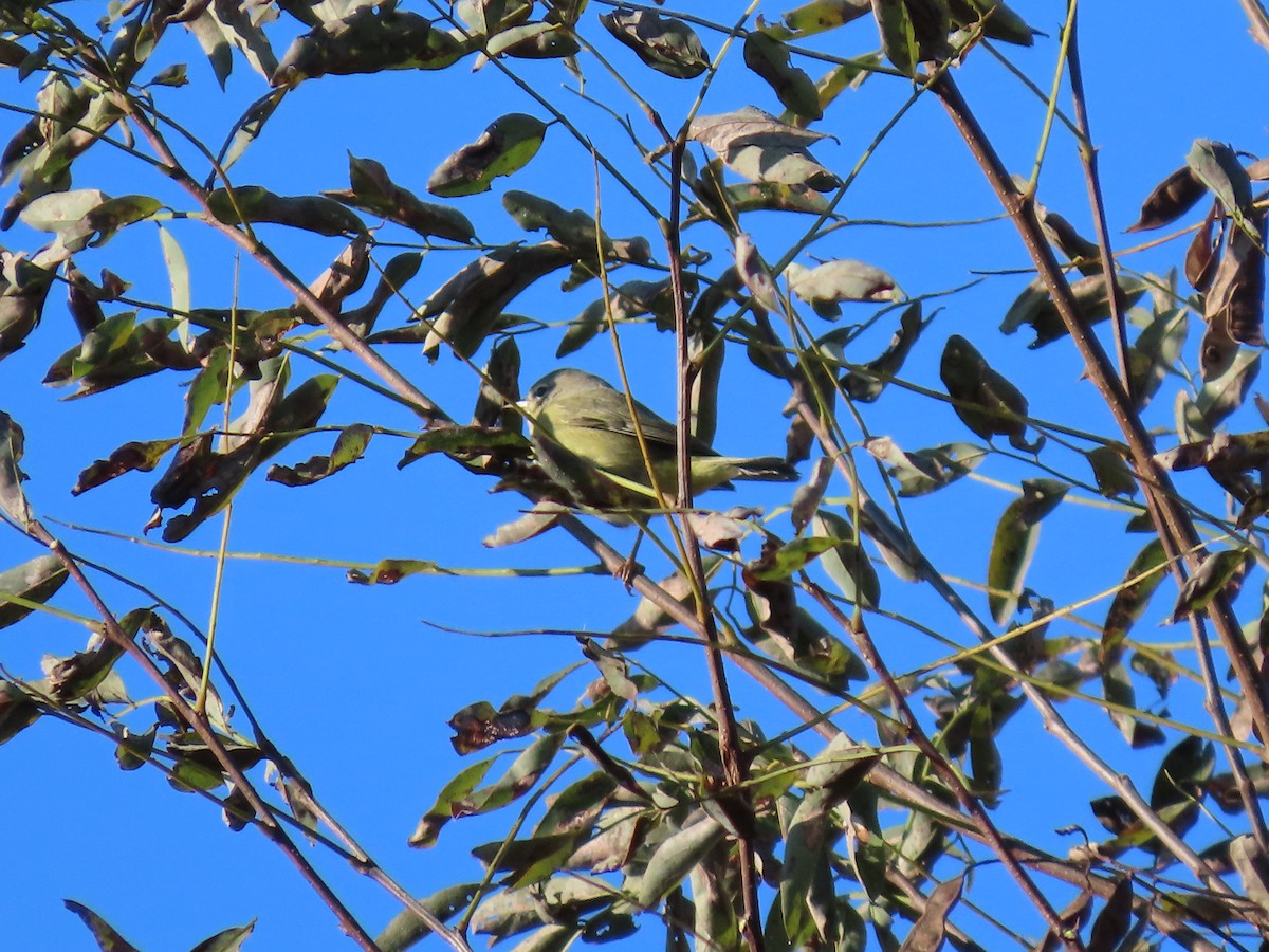 Orange-crowned Warbler - ML610323696
