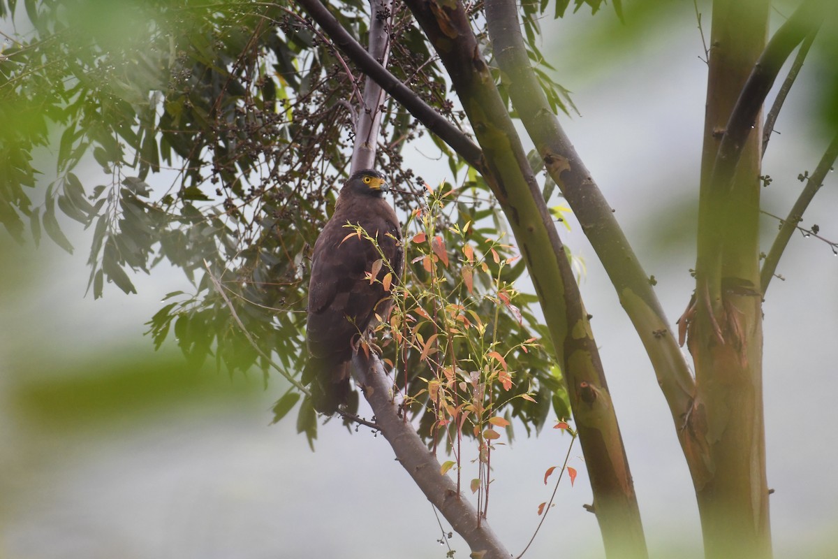 Crested Serpent-Eagle - ML610323948