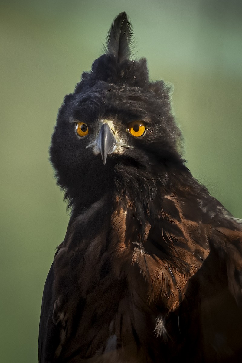 Black-and-chestnut Eagle - ML610324381