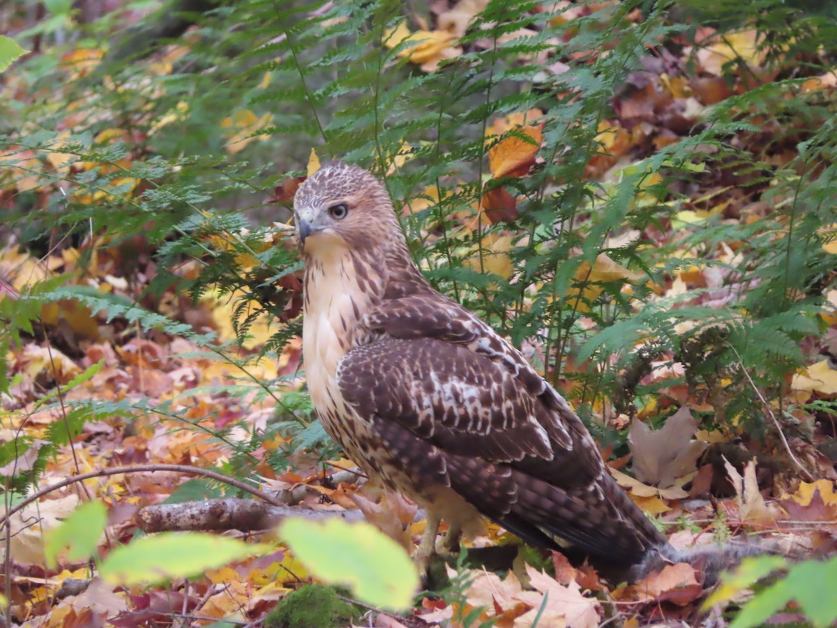 Red-tailed Hawk - ML610324580