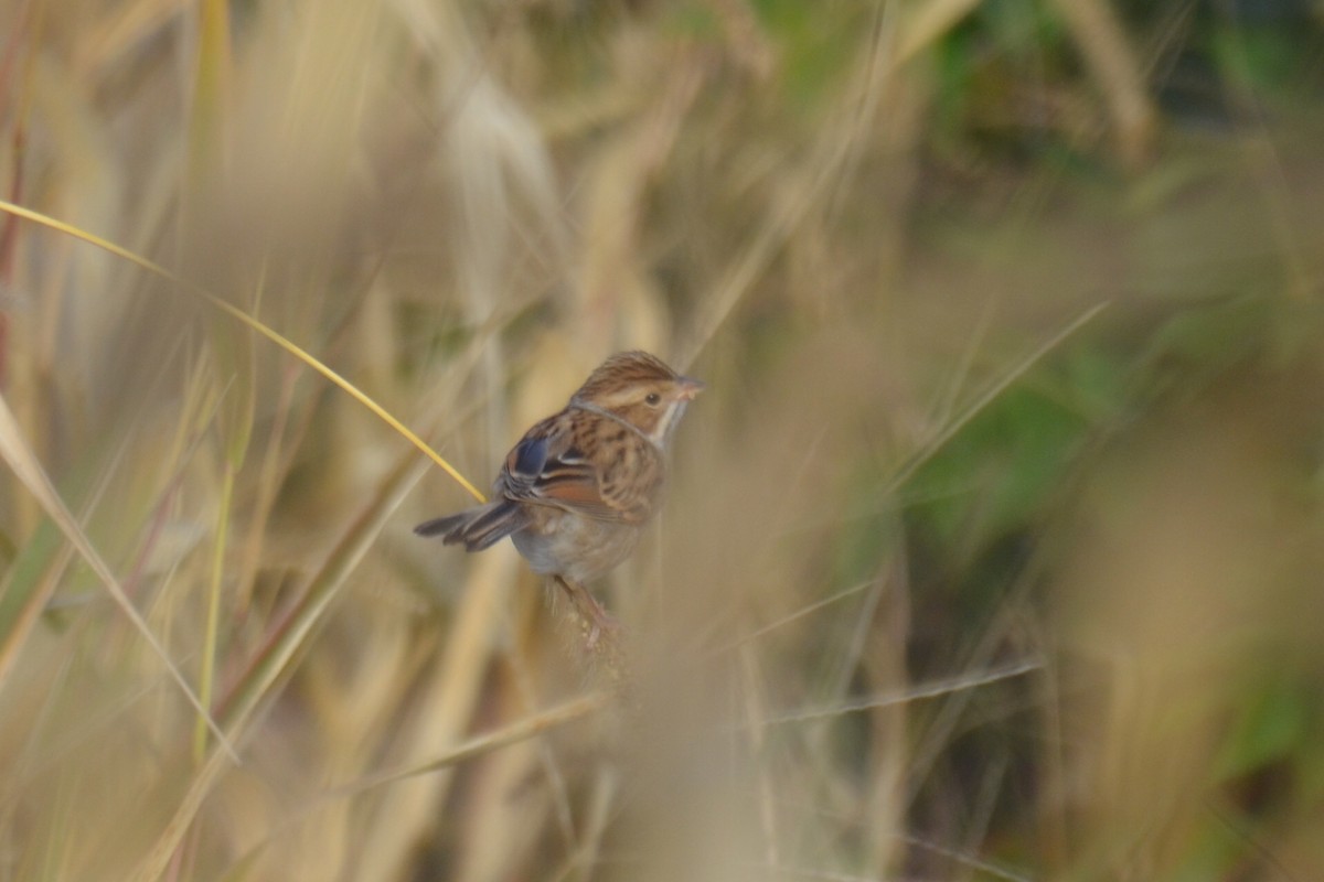 Clay-colored Sparrow - ML610324614