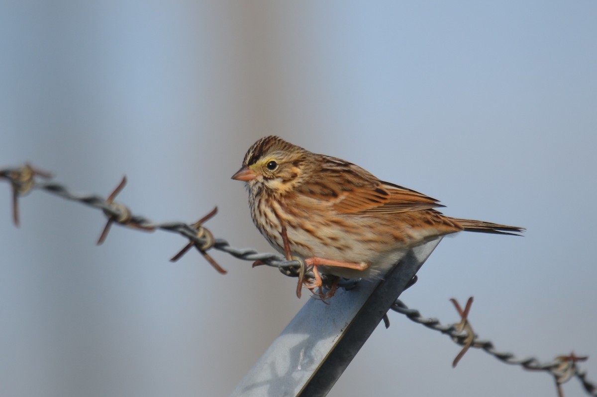 Savannah Sparrow - ML610324645