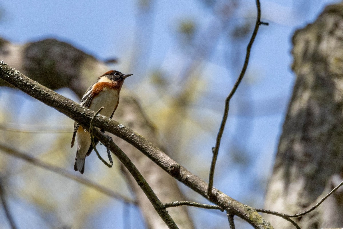 Bay-breasted Warbler - ML610325070